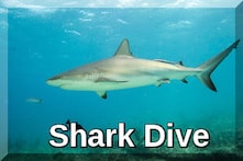 st Thomas shark dive